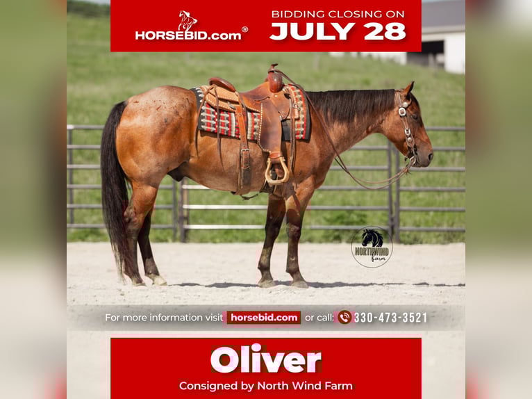 American Quarter Horse Ruin 7 Jaar 155 cm Roan-Bay in Fredericksburg