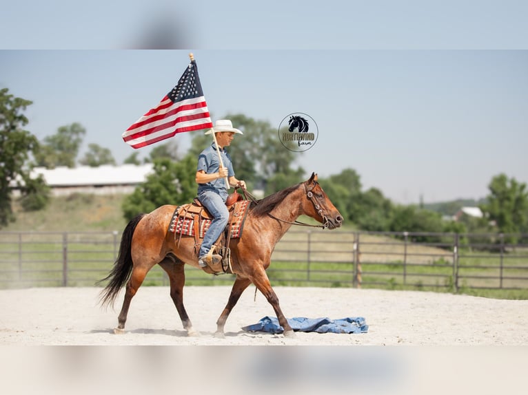 American Quarter Horse Ruin 7 Jaar 155 cm Roan-Bay in Fredericksburg