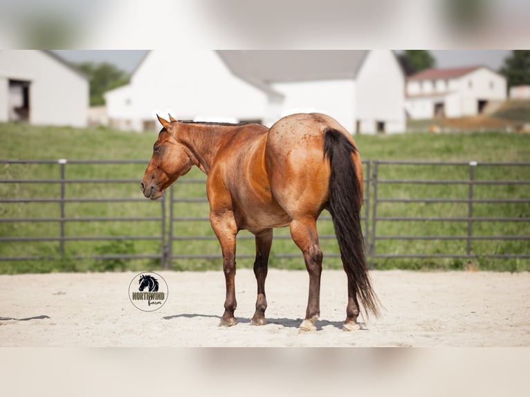 American Quarter Horse Ruin 7 Jaar 155 cm Roan-Bay in Fredericksburg