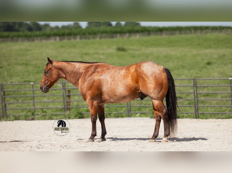 American Quarter Horse Ruin 7 Jaar 155 cm Roan-Bay in Fredericksburg