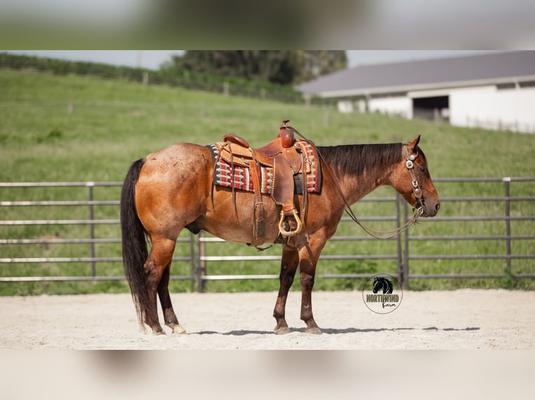 American Quarter Horse Ruin 7 Jaar 155 cm Roan-Bay in Fredericksburg