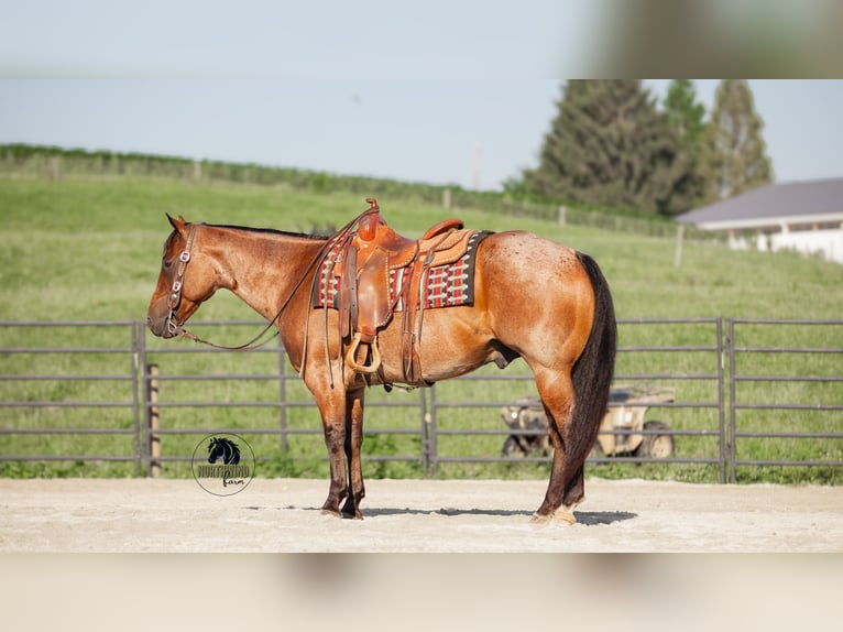 American Quarter Horse Ruin 7 Jaar 155 cm Roan-Bay in Fredericksburg