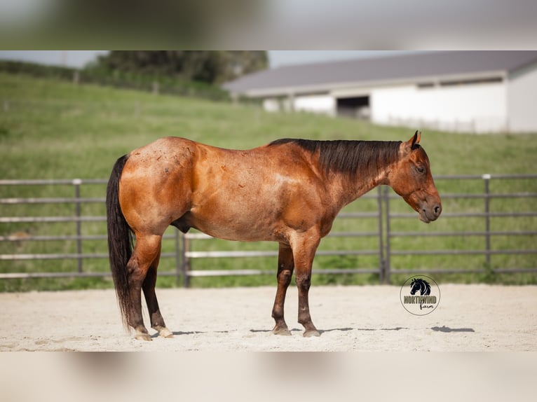 American Quarter Horse Ruin 7 Jaar 155 cm Roan-Bay in Fredericksburg