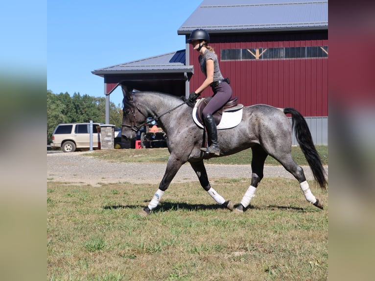 American Quarter Horse Ruin 7 Jaar 155 cm Roan-Blue in Howell