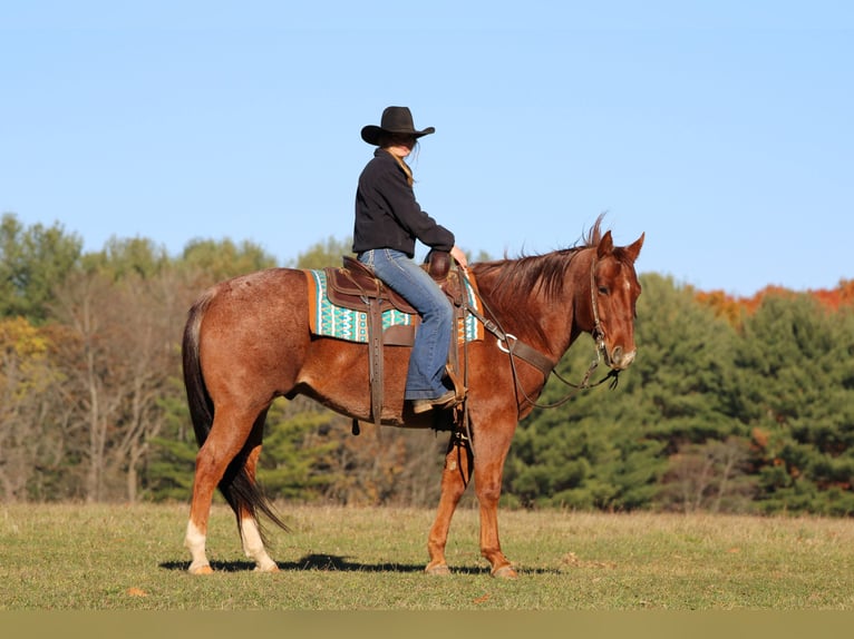 American Quarter Horse Ruin 7 Jaar 155 cm Roan-Red in Clarion
