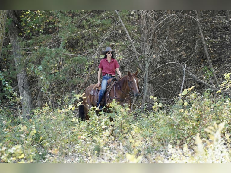 American Quarter Horse Ruin 7 Jaar 155 cm Roan-Red in Stickney