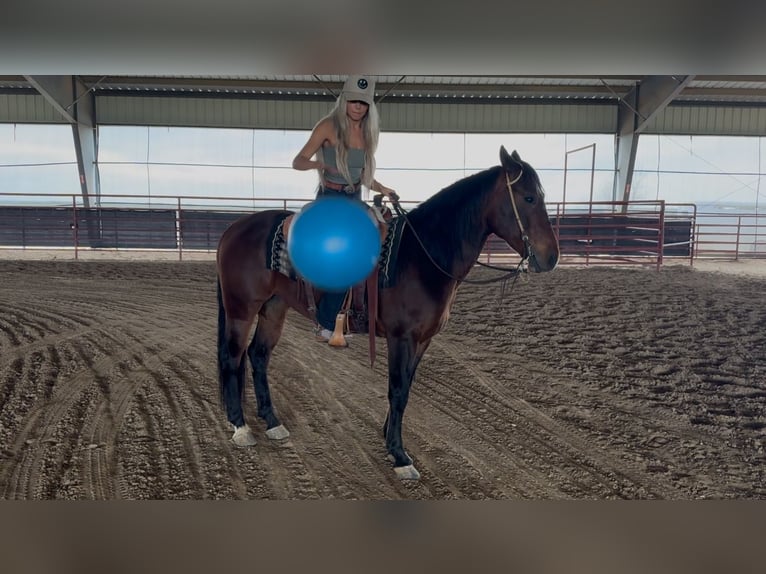 American Quarter Horse Ruin 7 Jaar 155 cm Roodbruin in Ponder, TX