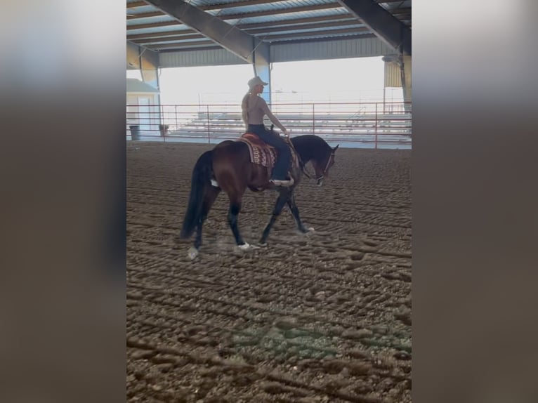 American Quarter Horse Ruin 7 Jaar 155 cm Roodbruin in Ponder, TX