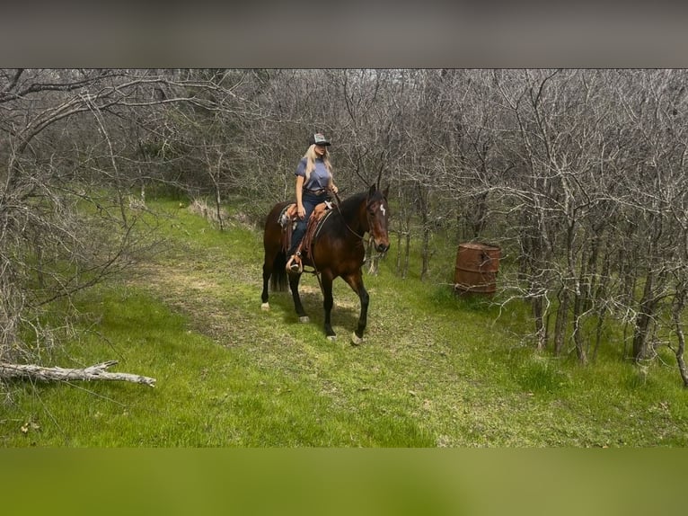 American Quarter Horse Ruin 7 Jaar 155 cm Roodbruin in Ponder, TX