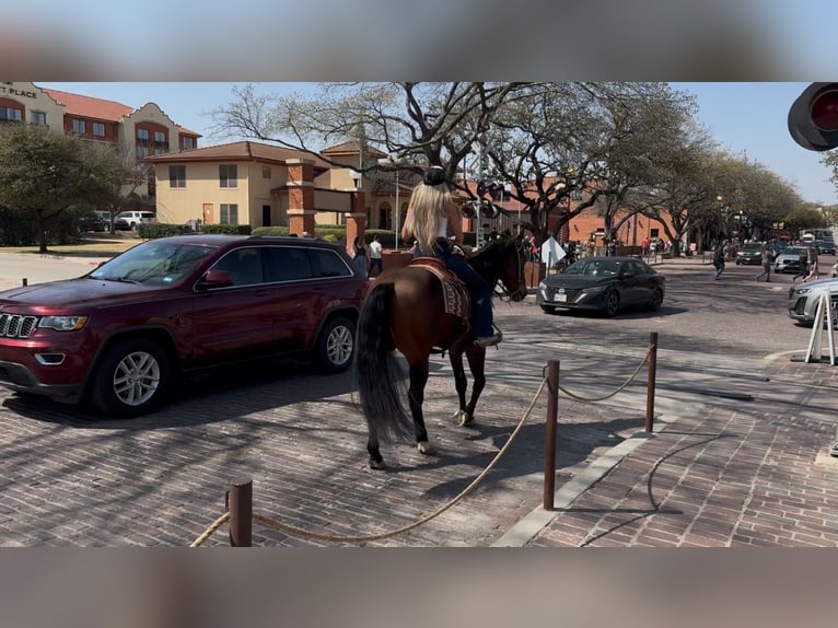 American Quarter Horse Ruin 7 Jaar 155 cm Roodbruin in Ponder, TX