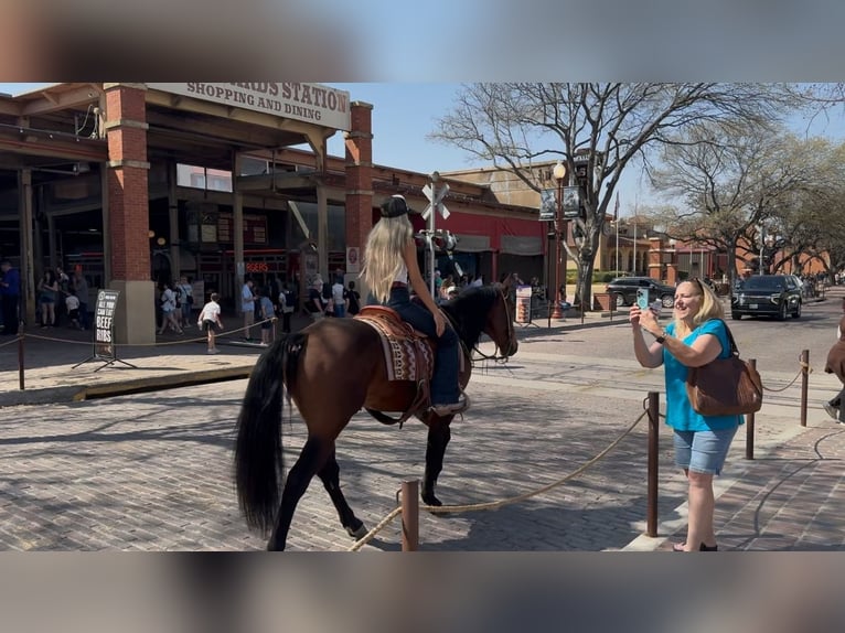 American Quarter Horse Ruin 7 Jaar 155 cm Roodbruin in Ponder, TX
