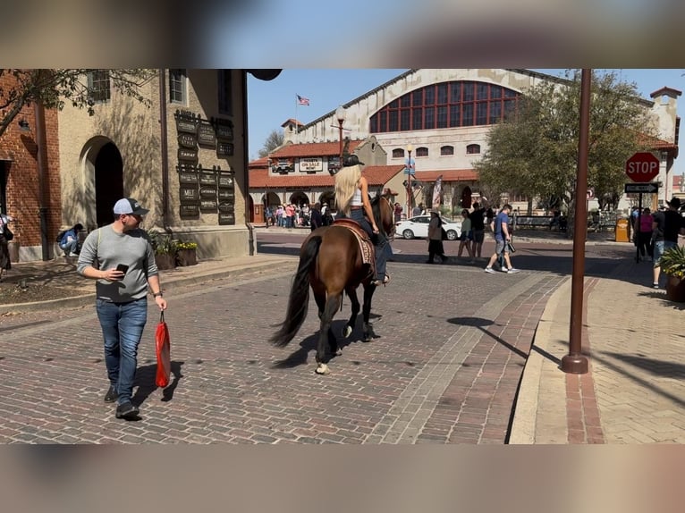 American Quarter Horse Ruin 7 Jaar 155 cm Roodbruin in Ponder, TX