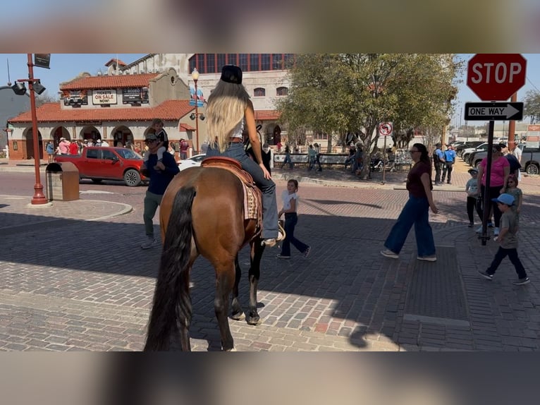 American Quarter Horse Ruin 7 Jaar 155 cm Roodbruin in Ponder, TX