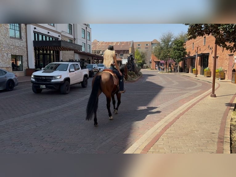 American Quarter Horse Ruin 7 Jaar 155 cm Roodbruin in Ponder, TX