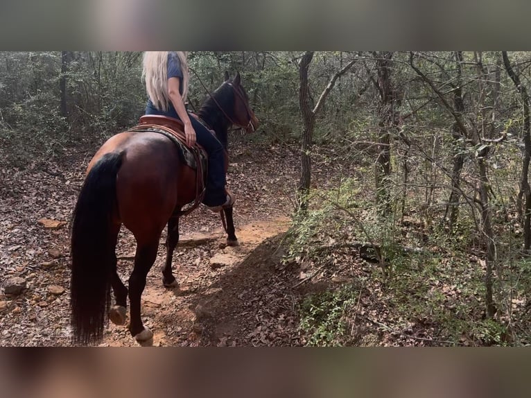 American Quarter Horse Ruin 7 Jaar 155 cm Roodbruin in Ponder, TX