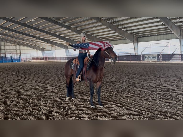 American Quarter Horse Ruin 7 Jaar 155 cm Roodbruin in Ponder, TX