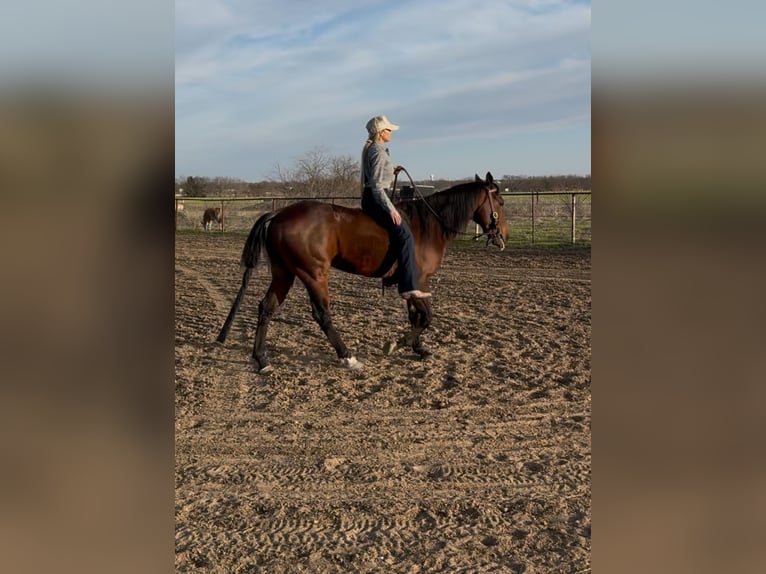 American Quarter Horse Ruin 7 Jaar 155 cm Roodbruin in Ponder, TX