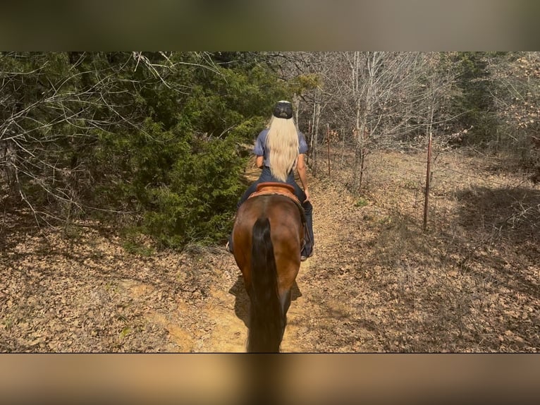 American Quarter Horse Ruin 7 Jaar 155 cm Roodbruin in Ponder, TX