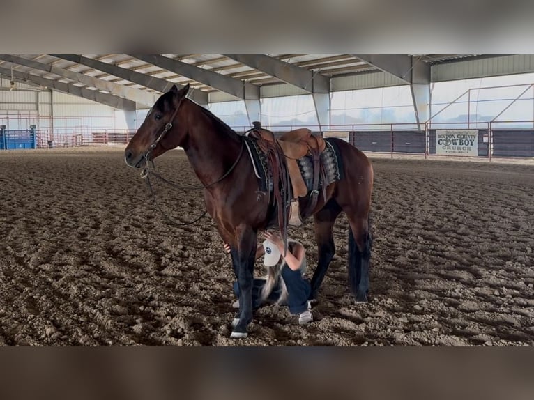 American Quarter Horse Ruin 7 Jaar 155 cm Roodbruin in Ponder, TX