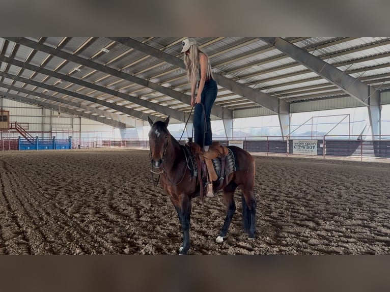 American Quarter Horse Ruin 7 Jaar 155 cm Roodbruin in Ponder, TX