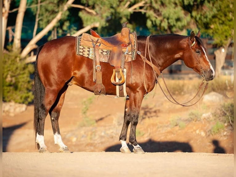 American Quarter Horse Mix Ruin 7 Jaar 155 cm Roodbruin in Joshua, TX
