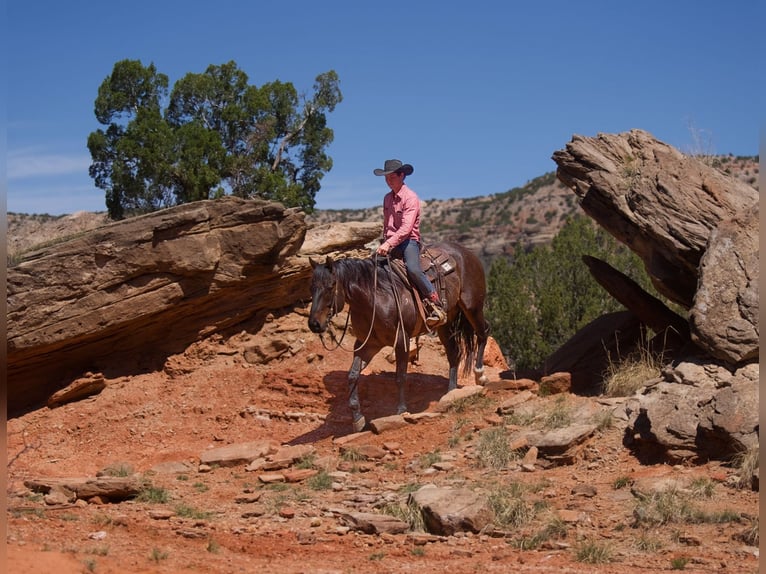 American Quarter Horse Ruin 7 Jaar 155 cm Roodbruin in Canyon, TX