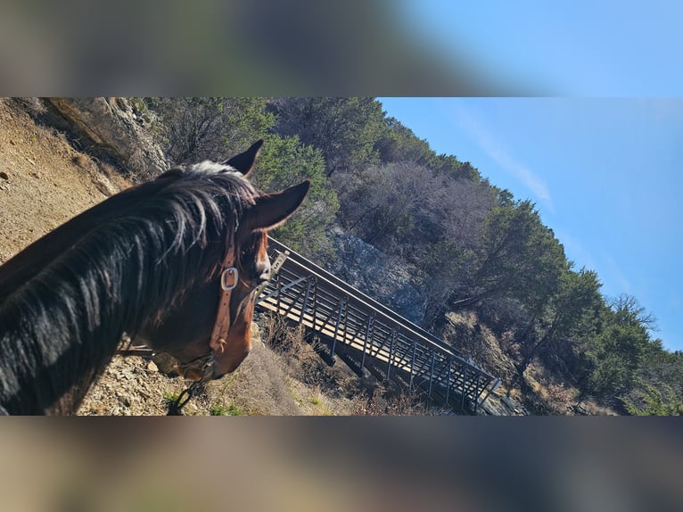 American Quarter Horse Ruin 7 Jaar 155 cm Roodbruin in Weatherford