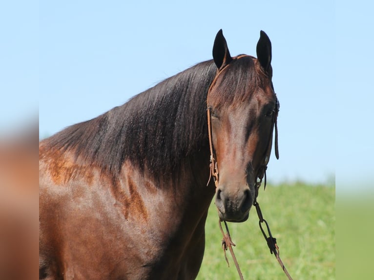 American Quarter Horse Ruin 7 Jaar 155 cm Roodbruin in Jamestown KY