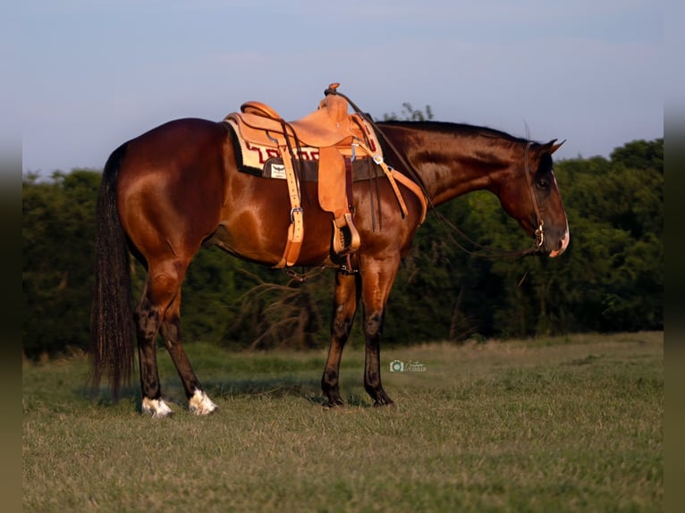 American Quarter Horse Ruin 7 Jaar 155 cm Roodbruin in Kingston, OK