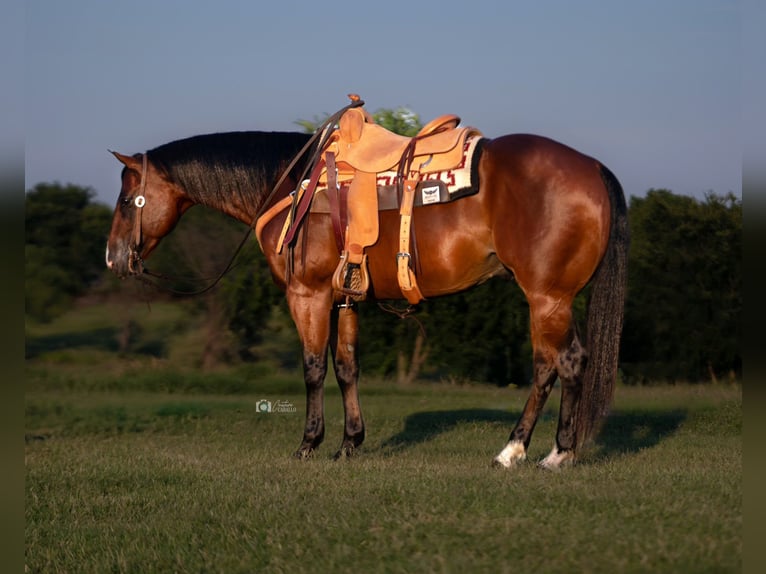 American Quarter Horse Ruin 7 Jaar 155 cm Roodbruin in Kingston, OK