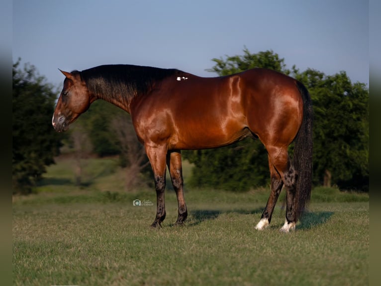 American Quarter Horse Ruin 7 Jaar 155 cm Roodbruin in Kingston, OK