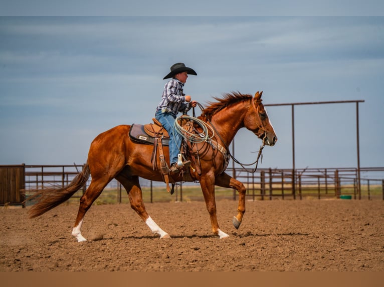 American Quarter Horse Ruin 7 Jaar 155 cm Roodvos in Canyon
