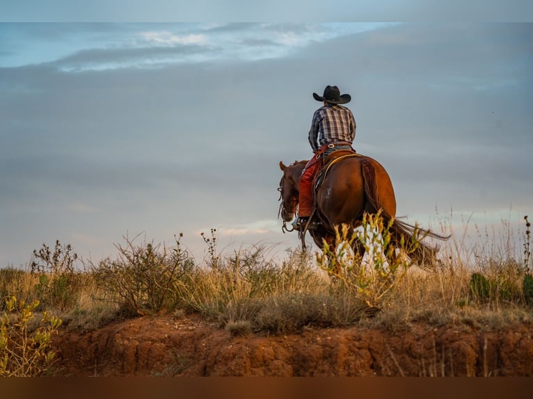 American Quarter Horse Ruin 7 Jaar 155 cm Roodvos in Canyon