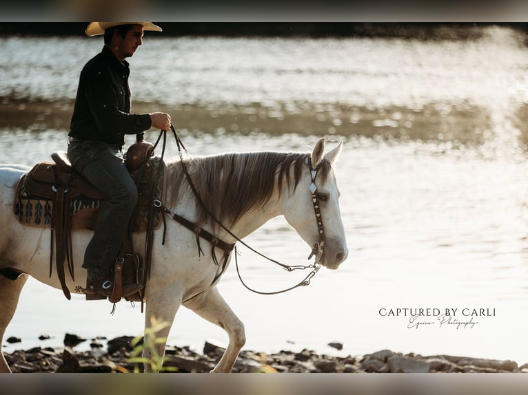 American Quarter Horse Ruin 7 Jaar 155 cm Schimmel in Lewistown
