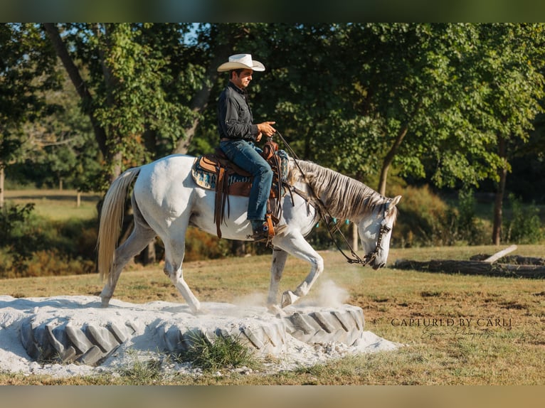 American Quarter Horse Ruin 7 Jaar 155 cm Schimmel in Lewistown