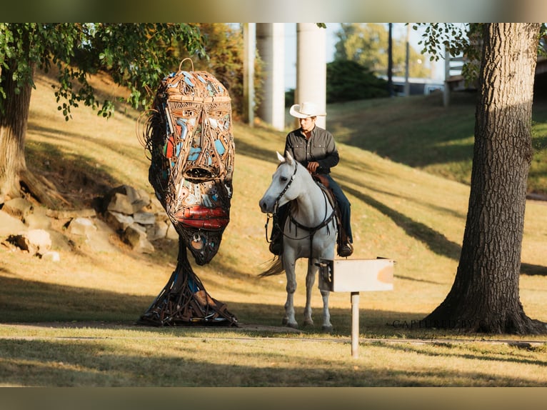 American Quarter Horse Ruin 7 Jaar 155 cm Schimmel in Lewistown