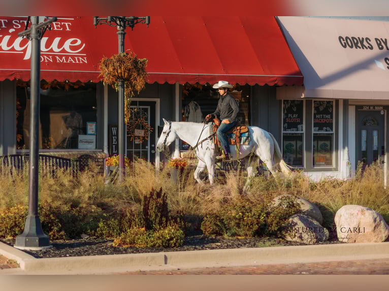American Quarter Horse Ruin 7 Jaar 155 cm Schimmel in Lewistown