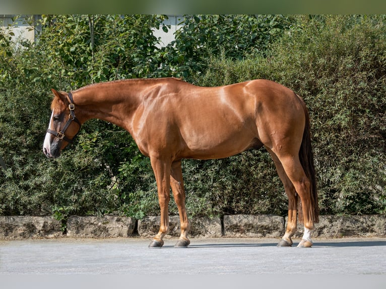 American Quarter Horse Ruin 7 Jaar 155 cm Vos in Oberwil BL