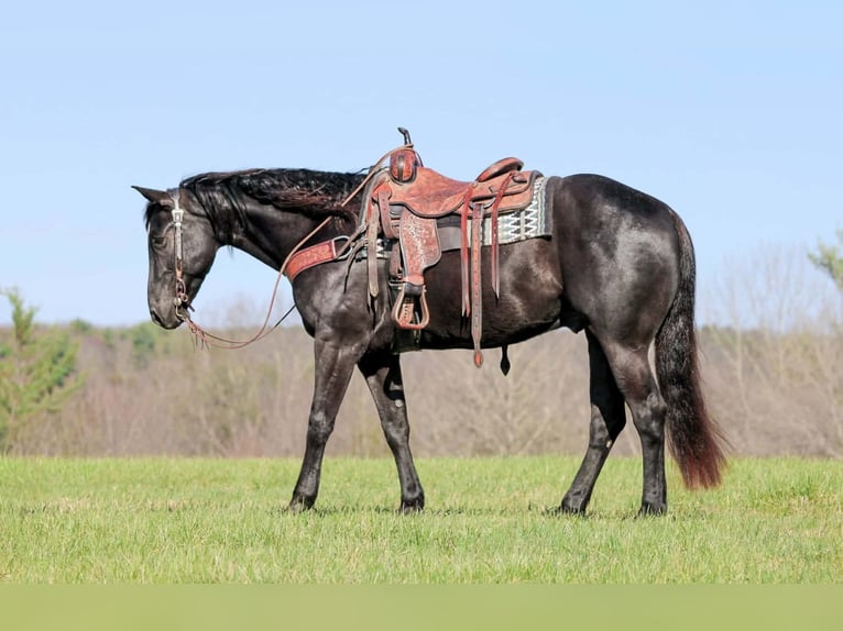 American Quarter Horse Ruin 7 Jaar 155 cm Zwart in Clarion