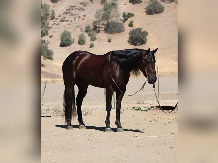 American Quarter Horse Ruin 7 Jaar 155 cm Zwart in Paicines, CA