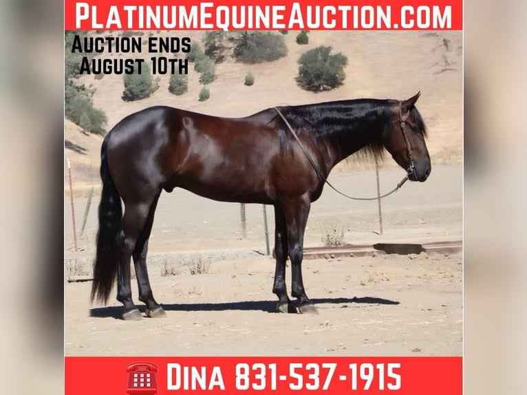American Quarter Horse Ruin 7 Jaar 155 cm Zwart in Paicines, CA