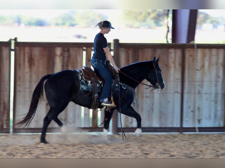 American Quarter Horse Ruin 7 Jaar 155 cm Zwart in Lipan TX