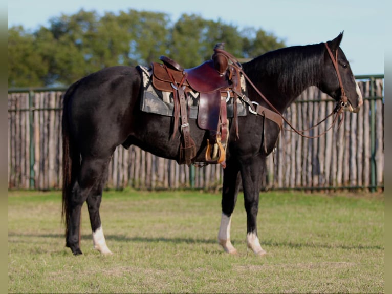 American Quarter Horse Ruin 7 Jaar 155 cm Zwart in Lipan TX