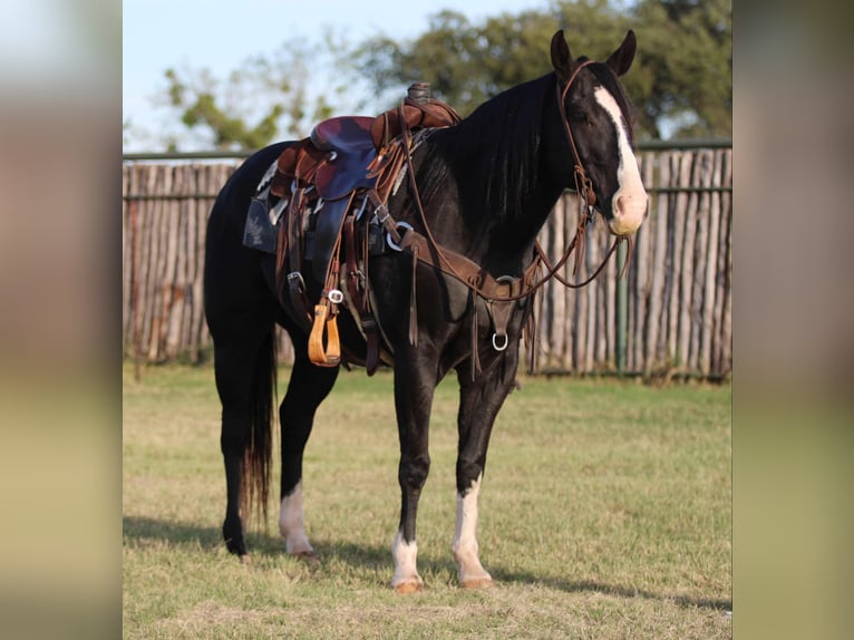 American Quarter Horse Ruin 7 Jaar 155 cm Zwart in Lipan TX