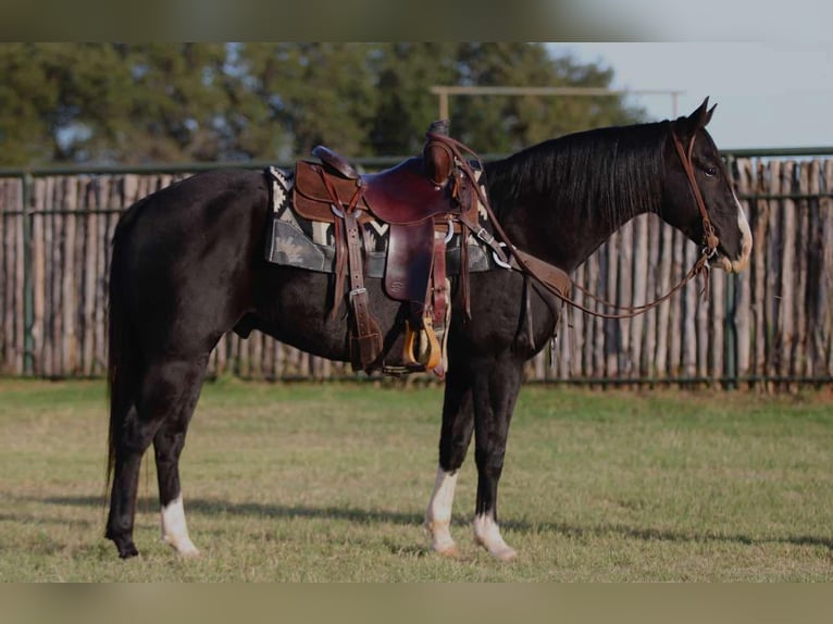 American Quarter Horse Ruin 7 Jaar 155 cm Zwart in Lipan TX