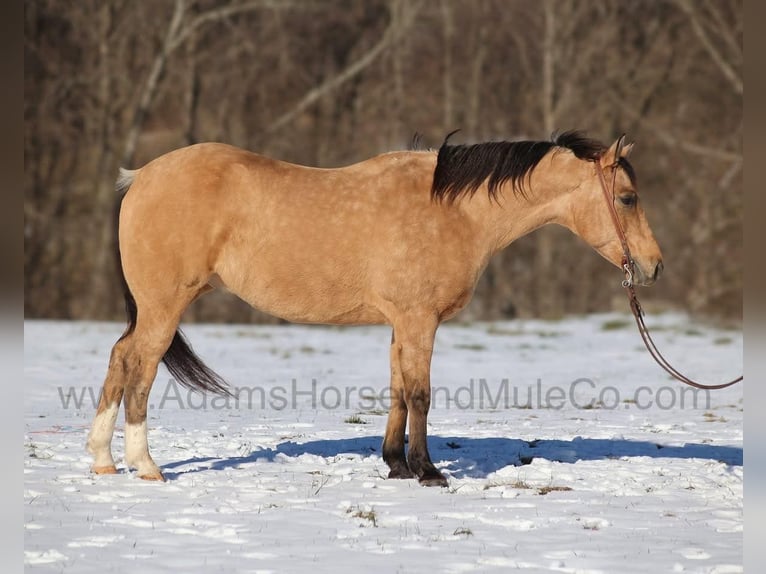 American Quarter Horse Ruin 7 Jaar 157 cm Buckskin in Mount Vernon