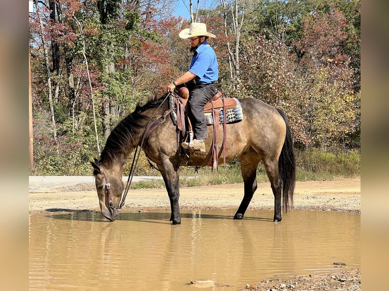 American Quarter Horse Ruin 7 Jaar 157 cm Buckskin in Allenwood