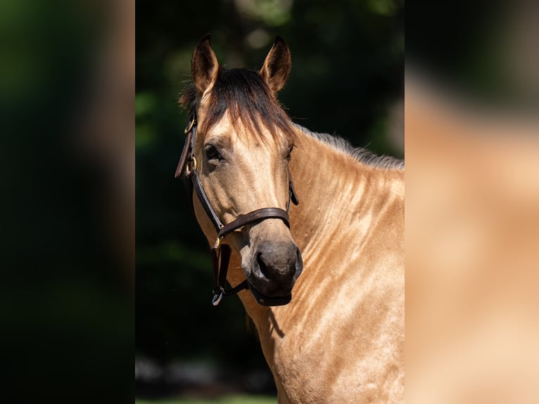 American Quarter Horse Ruin 7 Jaar 157 cm Buckskin in Ehrhardt, SC