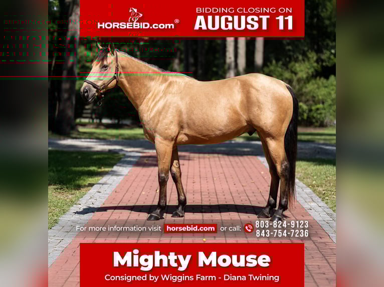 American Quarter Horse Ruin 7 Jaar 157 cm Buckskin in Ehrhardt, SC