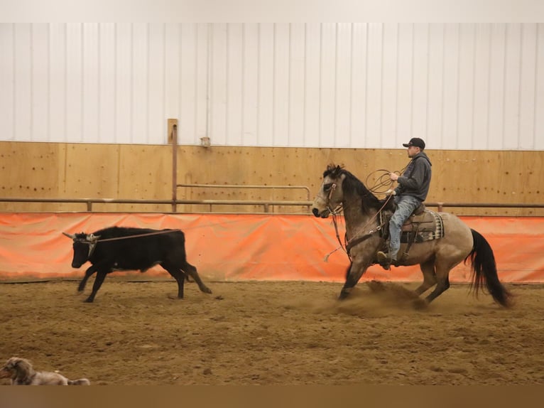 American Quarter Horse Ruin 7 Jaar 157 cm Buckskin in Killdeer, ND